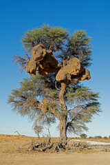 An African thorn tree with large nest of sociable weavers, Kalahari desert, South Africa