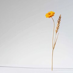 Yellow flower & wheat stalk stand against gray