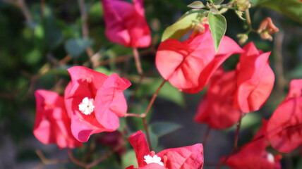 A lively display of vibrant flowers, showcasing their rich colors in both close up and wider angle...