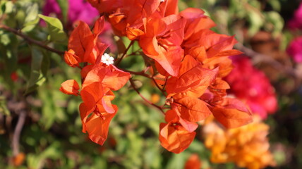 A vibrant bouquet of orange flowers against a darker background.