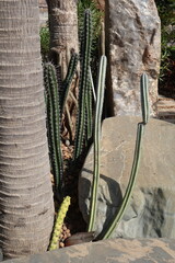 A collection of cacti in a desert like environment, possibly near a beach given the presence of...
