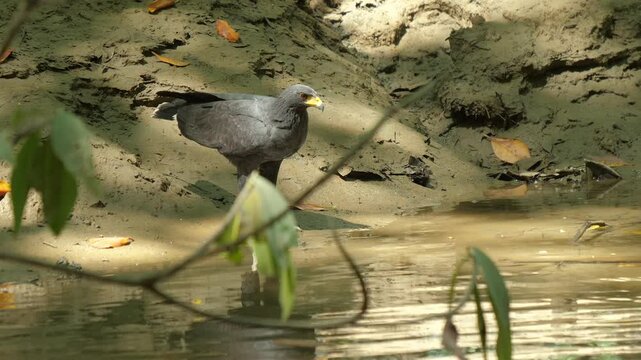 Common Black Hawk (Buteogallus anthracinus) perched on the edge of a stream in the forest drinking water. Close-up shot with a panning camera moving from the canoe and the water channel.