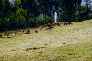 The Mount Stromlo Observatory, nestled in the Australian Capital Territory, stands as a beacon of astronomical discovery.