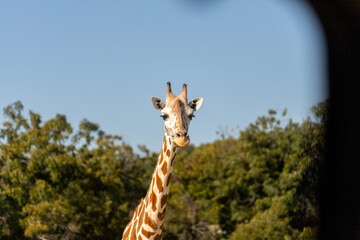 Majestic Giraffe Sighting at Fossil Rim Wildlife Center © harshavardhan