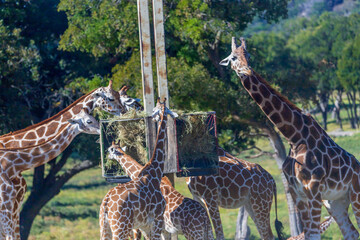 Majestic Giraffe Sighting at Fossil Rim Wildlife Center