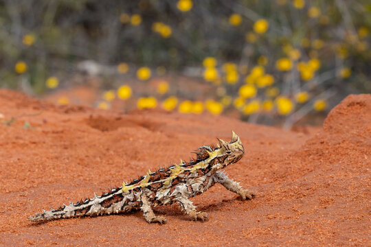 Australian Thorny Devil or Moloch lizard from arid Western Australia
