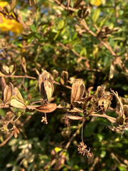 autumn leaves, fall season foliage