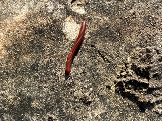 the millipede is crawling on the ground