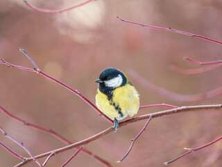 Fototapeta premium Cute bird Great tit, songbird sitting on a branch without leaves in the autumn or winter.