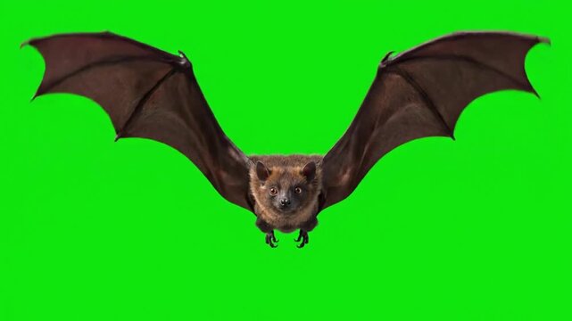 Flying Bat on Green Screen for Easy Compositing and Visual Effects.