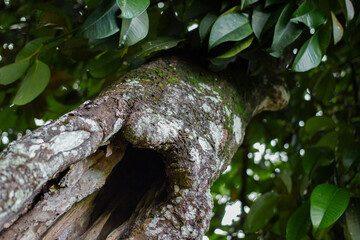 Close-up of a hollow cavity in an old mangosteen tree trunk. Textured bark with green moss and leaves.