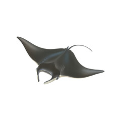 Manta Ray transparent