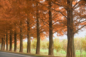 マキノのメタセコイア並木