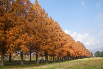 マキノのメタセコイア並木