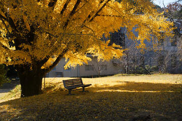 大阪公立大学附属植物園のイチョウ