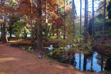 大阪公立大学附属植物園のメタセコイア