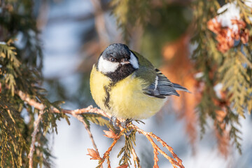 Cute bird Great tit, songbird sitting on the fir branch with snow in winter