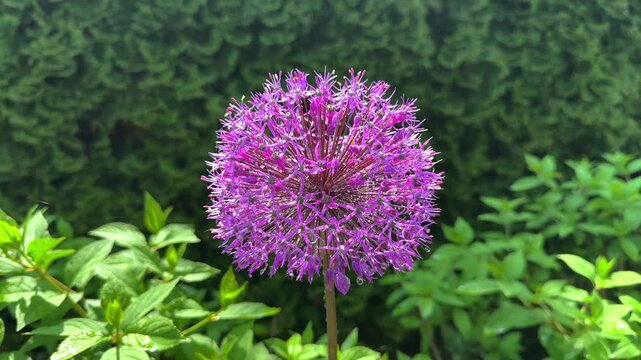 Stunning purple Allium Globemaster flower head, covered in dewdrops, stands out against a deep green blurred background, showcasing its spiky, star like texture.