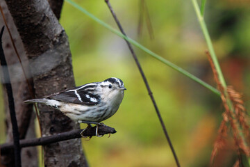 Black and white warbler (Mniotilta varia) in southwest Florida