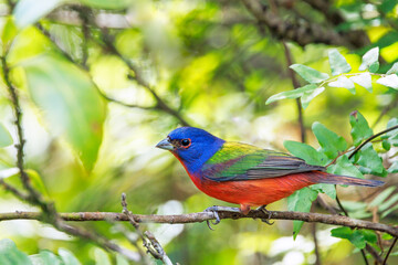 A male painted bunting (Passerina ciris), a rainbow songbird, in the Corkscrew Regional Ecosystem Watershed bird rookery swamp trails site. 