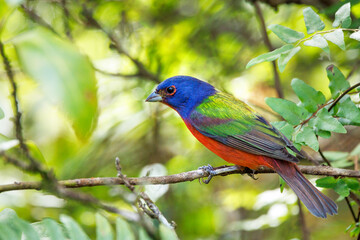 A male painted bunting (Passerina ciris), a rainbow songbird, in the Corkscrew Regional Ecosystem Watershed bird rookery swamp trails site. 