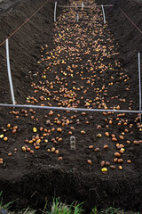 Acorn seeds of Sessile Oak trees being planted in rich soil in a plant nursery outdoors in the Scottish Highlands, part of a native tree forest rewilding project
