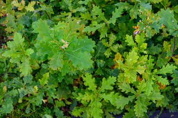 Young Sessile Oak tree seedlings growing in a plant nursery outdoors in the Scottish Highlands, part of a native tree forest rewilding project