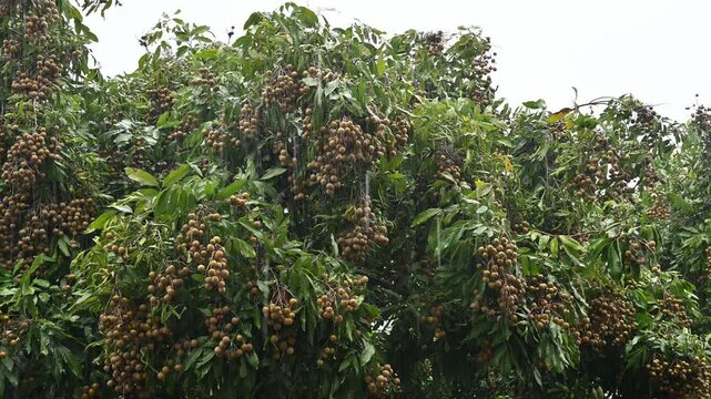 Longan fruit on longan tree during raining. Longan is a tropical fruit native to Southeast Asia that's a member of the soapberry family.