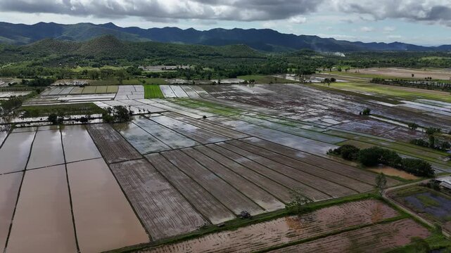Aerial view of paddy field in rural area of Thailand during rainy season. Rice is typically grown in bunded fields that are continuously flooded up to 7&minus;10 days before harvest.