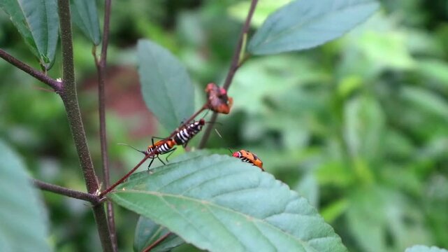 Two red cotton bug (dysdercus cingulatus fabricius) on green leaves