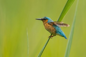 Kingfisher Bird Perched on Reed with Blurred Background