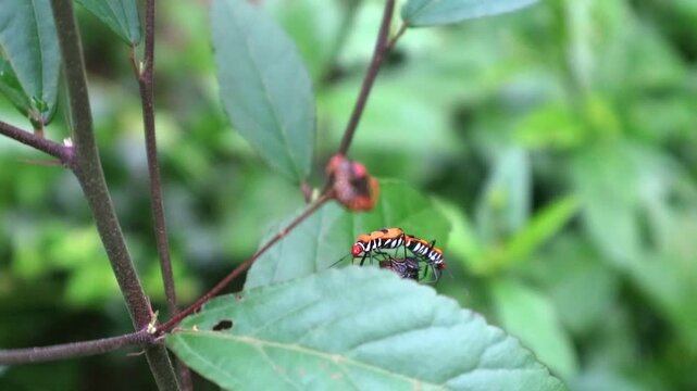 Two red cotton bug (dysdercus cingulatus fabricius) on green leaves