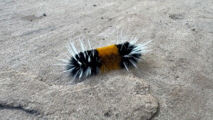 Fuzzy Caterpillar