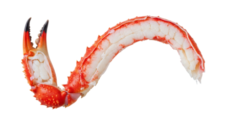 Isolated luscious crustacean king crab leg and claw offers tantalizing view of succulent meat against clean white backdrop and pristine setting