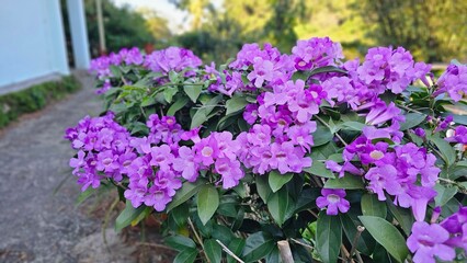 Obraz premium Blooming garlic vine flowers blooming in vivid blue purple tones color close-up views, soft delicate petals, climbing growth patterns, beautiful winter vibrant garden sceneryr botanical visuals