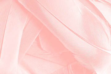 Beautiful abstract soft pink feather pattern texture background