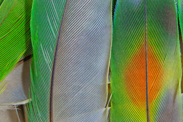 Beautiful colorful group parrot feather pattern texture luxury for background