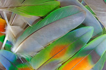 Beautiful colorful group parrot feather pattern texture luxury for background