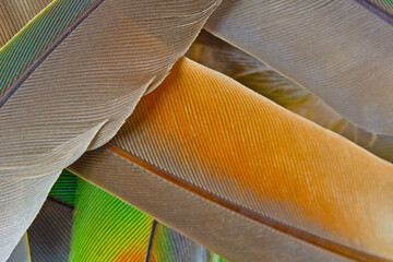 Beautiful colorful group eagle parrot feather pattern texture luxury for background