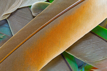 Beautiful colorful group parrot feather pattern texture luxury for background