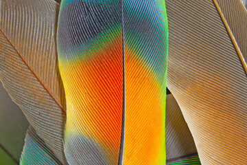 Beautiful colorful group parrot feather pattern texture luxury for background