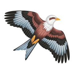 american bald eagle