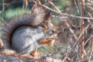 Obraz premium The squirrel with nut sits on tree in the winter or late autumn