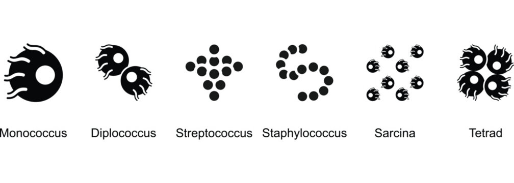Shapes And Groupings Of Coccus Bacteria banner web icon vector illustration of Monococcus, Diplococcus, Streptococcus, Staphylococcus, Sarcina, Tetrad