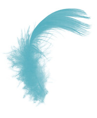 Beautiful feather color green turquoise isolated on white background