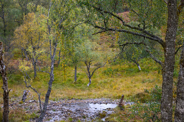 Fototapeta premium Scottish Highlands fall landscape, quaking aspen tree forest with low grasses and small stream, UK 