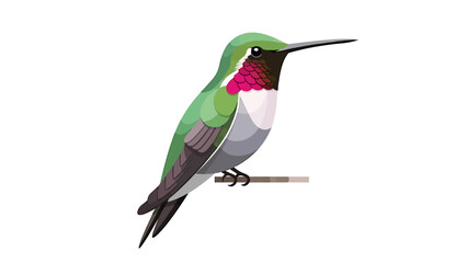 Detailed illustration of a vibrant hummingbird with iridescent green feathers and a striking magenta throat, perched delicately on a branch