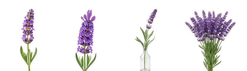 Obraz premium Four lavender plants in various arrangements displayed against a uniform, solid backdrop plain on transparent background