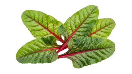 Vibrant chard leaves showcasing vivid green hues and striking red veins on a pure white backdrop, perfect for culinary and healthy lifestyle themes