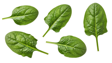 Isolated fresh green spinach leaves offer versatility in showcasing natural food concepts and healthy lifestyle choices
